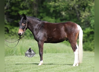 Maultier, Wallach, 4 Jahre, 155 cm, Rotbrauner