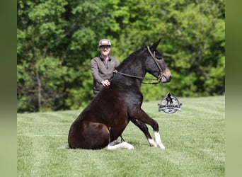Maultier, Wallach, 4 Jahre, 155 cm, Rotbrauner