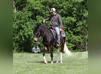 Maultier, Wallach, 4 Jahre, 155 cm, Rotbrauner