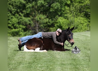 Maultier, Wallach, 4 Jahre, 155 cm, Rotbrauner