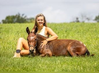 Maultier, Wallach, 4 Jahre, 91 cm, Schecke