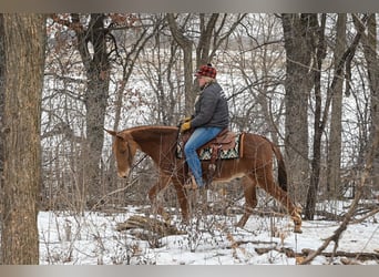 Maultier, Wallach, 5 Jahre, 142 cm, Rotfuchs