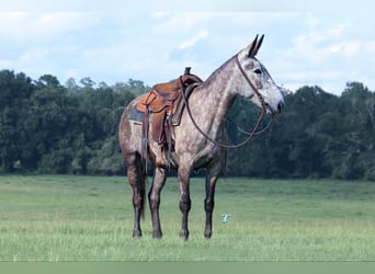 Maultier, Wallach, 5 Jahre, 155 cm, Schimmel