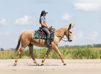 Maultier, Wallach, 5 Jahre, 157 cm, Palomino