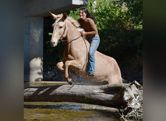 Maultier, Wallach, 5 Jahre, 157 cm, Palomino