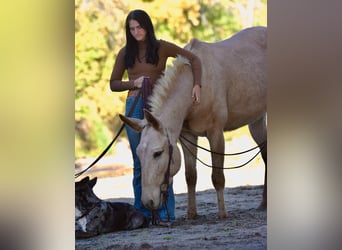 Maultier, Wallach, 5 Jahre, 157 cm, Palomino
