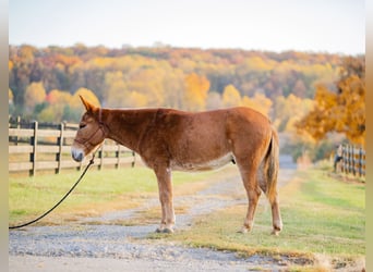 Maultier, Wallach, 6 Jahre, 145 cm, Dunkelfuchs