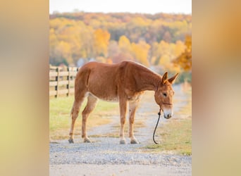 Maultier, Wallach, 6 Jahre, 145 cm, Dunkelfuchs