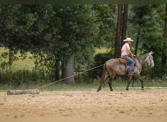 Maultier, Wallach, 6 Jahre, 155 cm, Schimmel