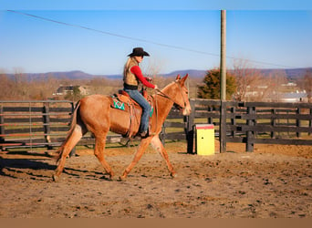 Maultier, Wallach, 6 Jahre, Palomino