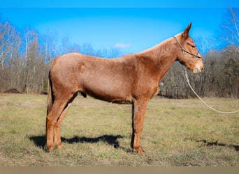 Maultier, Wallach, 6 Jahre, Palomino