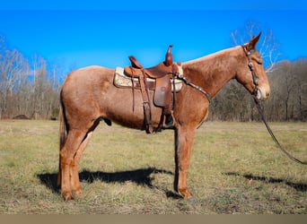 Maultier, Wallach, 6 Jahre, Palomino