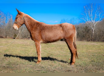 Maultier, Wallach, 6 Jahre, Palomino