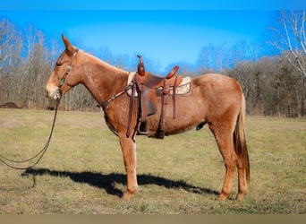 Maultier, Wallach, 6 Jahre, Palomino