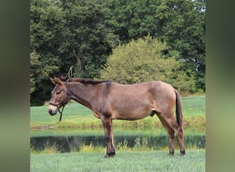 Maultier, Wallach, 7 Jahre, 140 cm, Rotbrauner