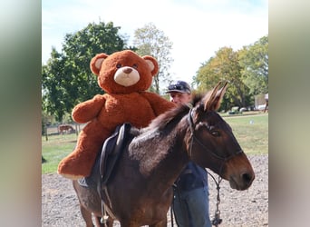 Maultier, Wallach, 7 Jahre, 140 cm, Rotbrauner