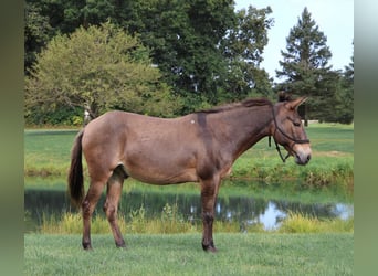 Maultier, Wallach, 7 Jahre, 140 cm, Rotbrauner