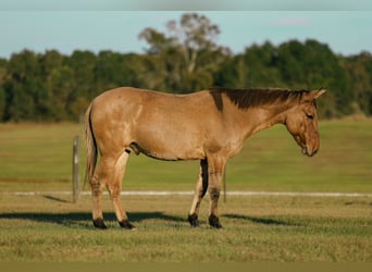 Maultier, Wallach, 7 Jahre, 147 cm, Falbe