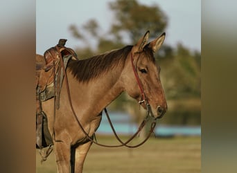 Maultier, Wallach, 7 Jahre, 147 cm, Falbe