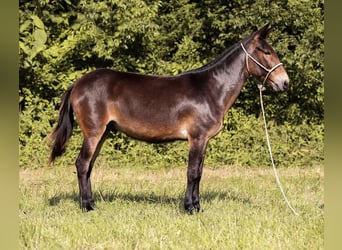 Maultier, Wallach, 7 Jahre, 152 cm, Rotbrauner