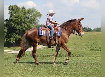 Maultier, Wallach, 7 Jahre, 157 cm, Rotbrauner