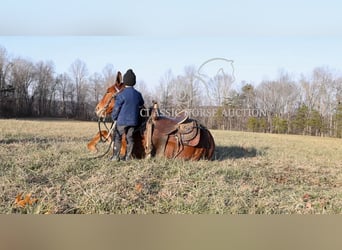 Maultier, Wallach, 8 Jahre, 132 cm, Rotfuchs