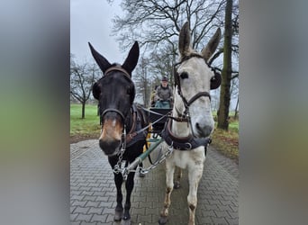 Maultier, Wallach, 8 Jahre, 160 cm, Dunkelbrauner
