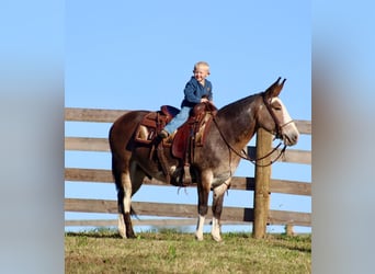 Maultier, Wallach, 8 Jahre, Buckskin