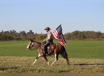 Maultier, Wallach, 8 Jahre, Buckskin