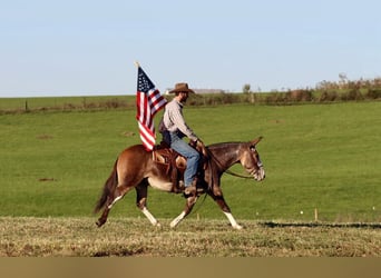 Maultier, Wallach, 8 Jahre, Buckskin