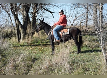 Maultier, Wallach, 9 Jahre, 132 cm, Rappe