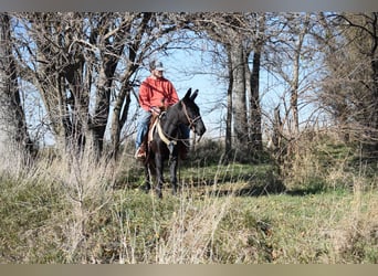 Maultier, Wallach, 9 Jahre, 132 cm, Rappe