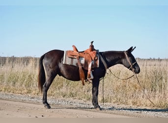 Maultier, Wallach, 9 Jahre, 132 cm, Rappe