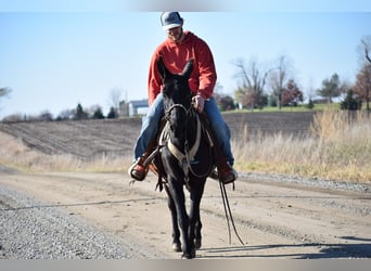 Maultier, Wallach, 9 Jahre, 132 cm, Rappe