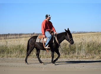 Maultier, Wallach, 9 Jahre, 132 cm, Rappe