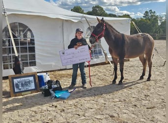 Maultier, Wallach, 9 Jahre, 145 cm, Falbe