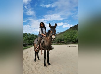 Maultier, Wallach, 9 Jahre, 148 cm, Schwarzbrauner