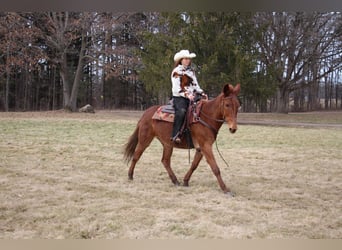 Maultier, Wallach, 9 Jahre, 152 cm, Dunkelfuchs