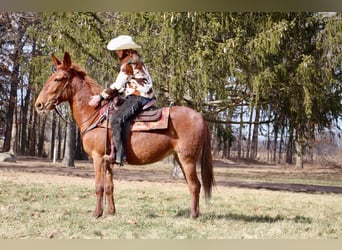 Maultier, Wallach, 9 Jahre, 152 cm, Dunkelfuchs