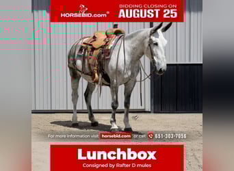 Maultier, Wallach, 9 Jahre, 152 cm, Schimmel