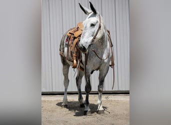 Maultier, Wallach, 9 Jahre, 152 cm, Schimmel