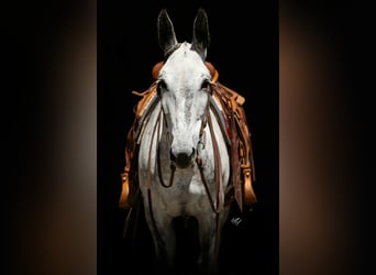 Maultier, Wallach, 9 Jahre, 152 cm, Schimmel