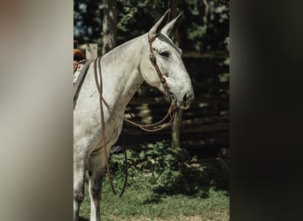 Maultier, Wallach, 9 Jahre, 152 cm, Schimmel