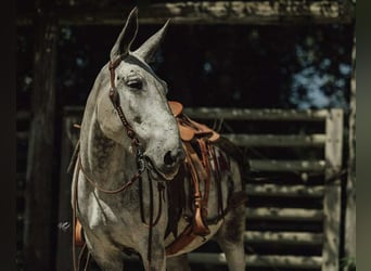 Maultier, Wallach, 9 Jahre, 152 cm, Schimmel