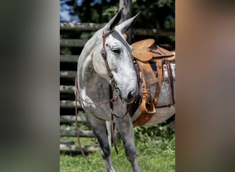 Maultier, Wallach, 9 Jahre, 152 cm, Schimmel