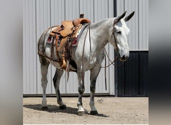 Maultier, Wallach, 9 Jahre, 152 cm, Schimmel