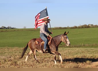 Maultier, Wallach, 9 Jahre, Buckskin