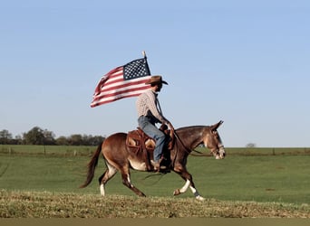 Maultier, Wallach, 9 Jahre, Buckskin