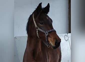 Mały koń niemiecki, Klacz, 2 lat, 155 cm, Gniada