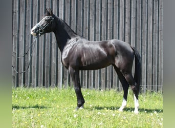 Mały koń niemiecki, Klacz, 3 lat, 157 cm, Kara